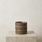 Mand Celestial wit 20 cm, gezonde plant