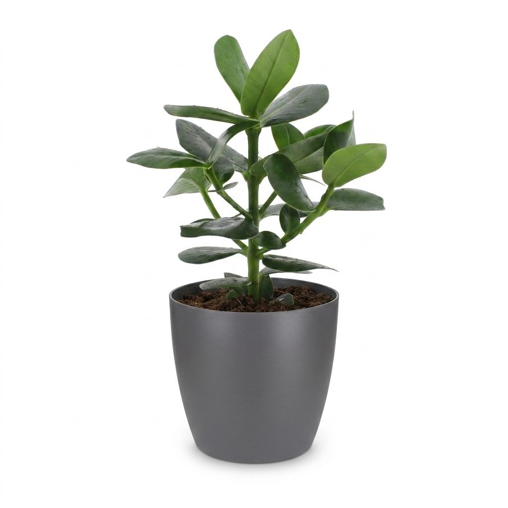Clusia Princess met grijze pot, kenmerkend blad