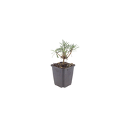 Erysimum &
