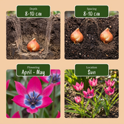 Tulp &