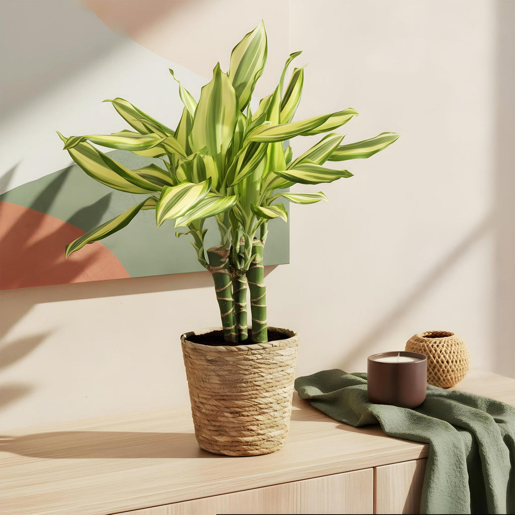 Dracaena fragrans Diamond Dream, groene plant voor binnen
