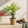 Dracaena fragrans Diamond Dream