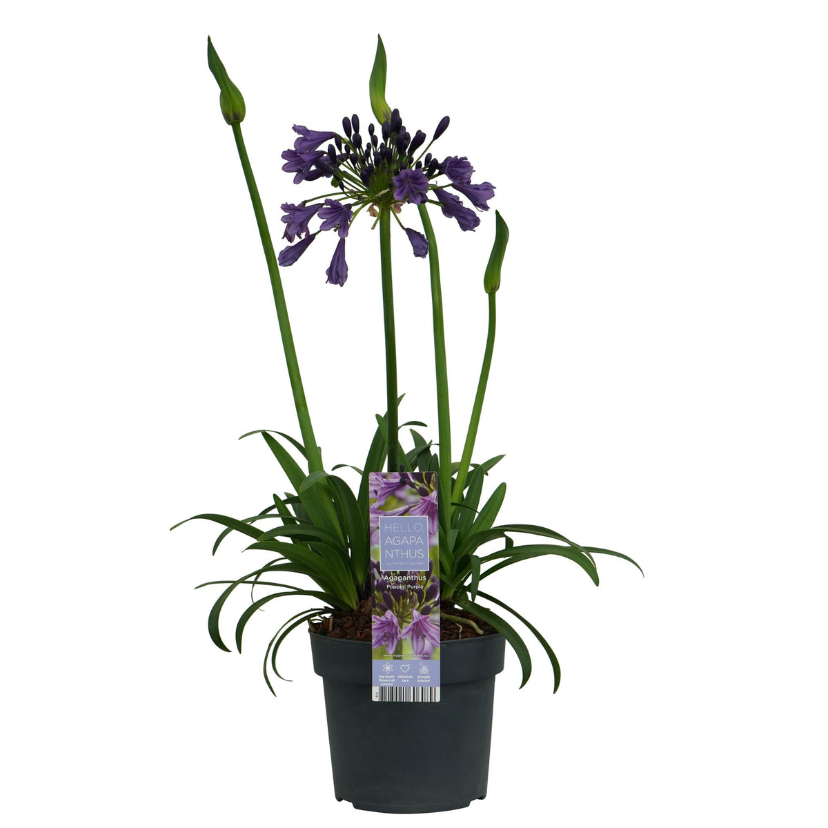 Detailfoto van Agapanthus 'Poppin Purple'