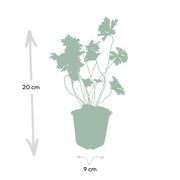 Geranium Rozanne