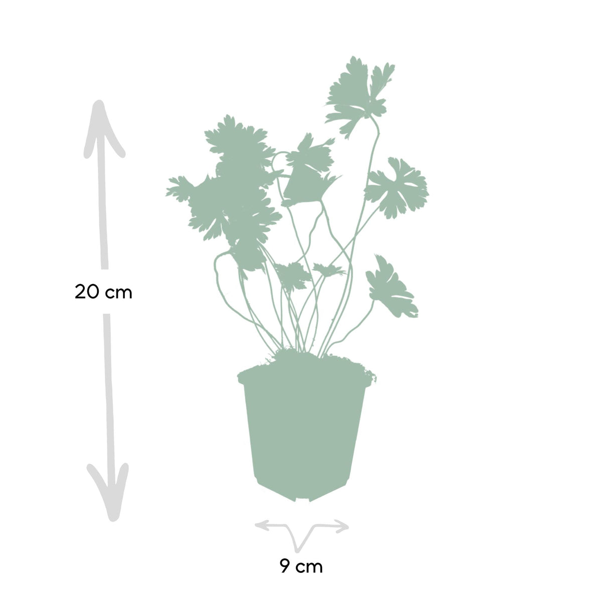 Geranium Rozanne, groene bladeren
