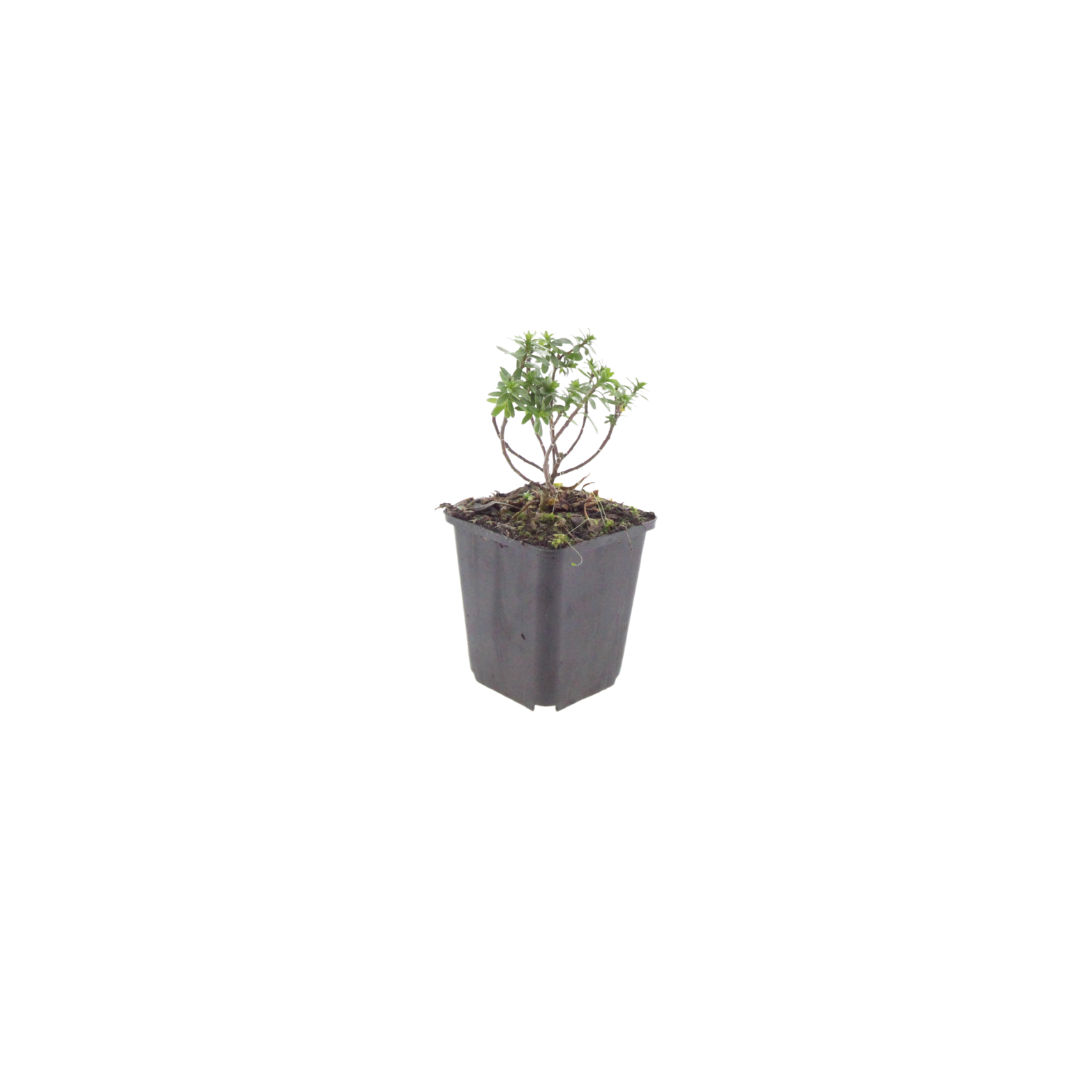 Iberis semp. 'Schneeflocke', groene bladeren