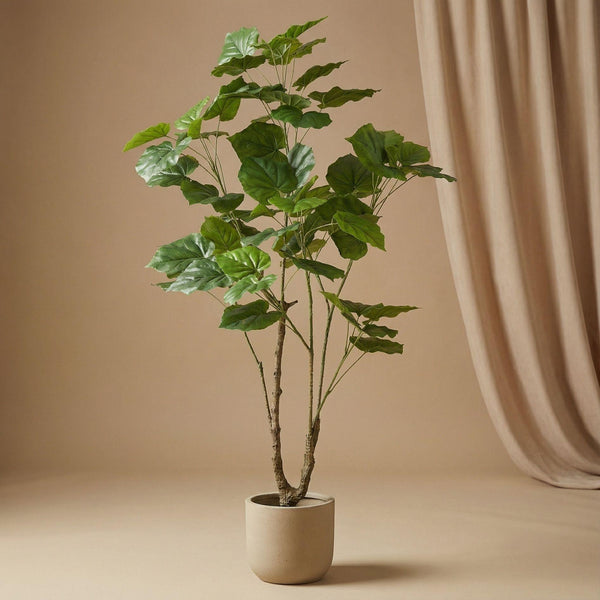 Ficus Umbrella boom