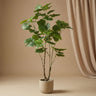 Ficus Umbrella boom