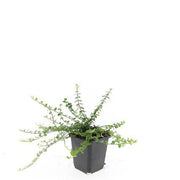 Euonymus fort. &