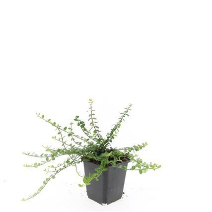 Euonymus fort. 'Minimus', kenmerkend blad