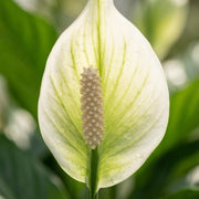 Spathiphyllum Lepelplant