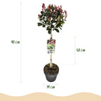 Photinia fraseri Little Red Robin, groene bladeren