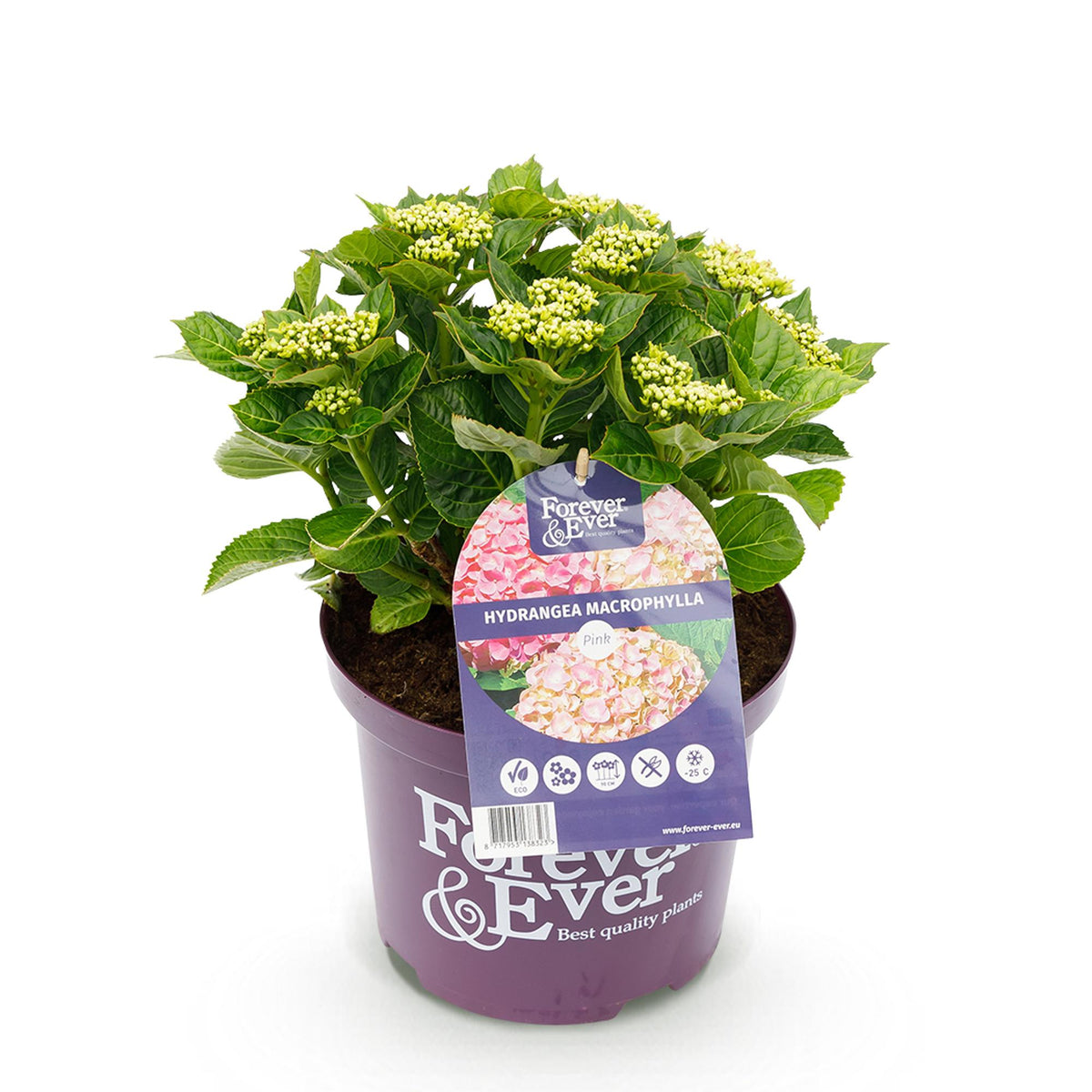 Hortensia Hydrangea Forever & Ever roze, kenmerkend blad