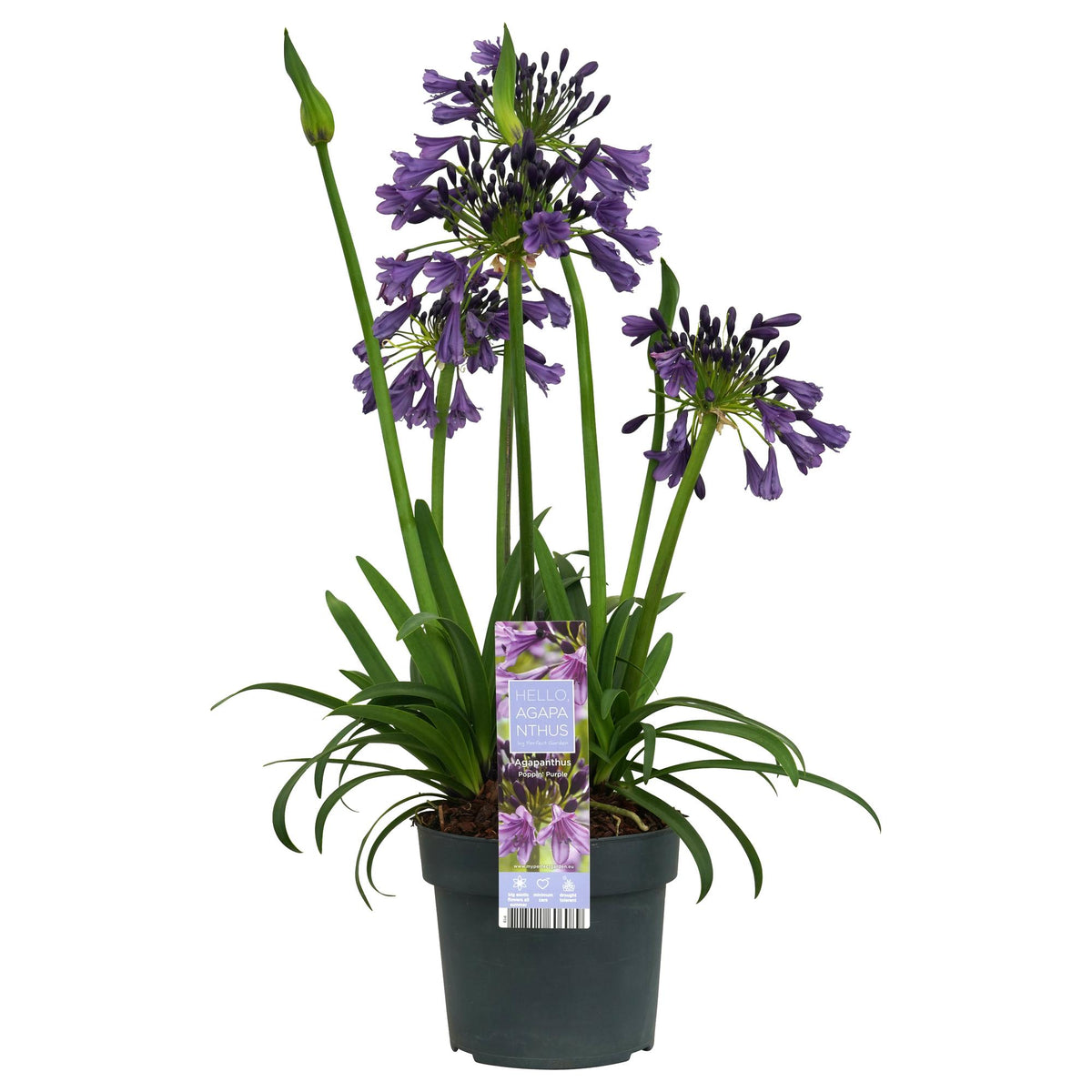 Detailfoto van Agapanthus 'Poppin Purple'