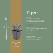 Origanum laevigatum &