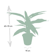 Calathea Triostar - Pauwenplant