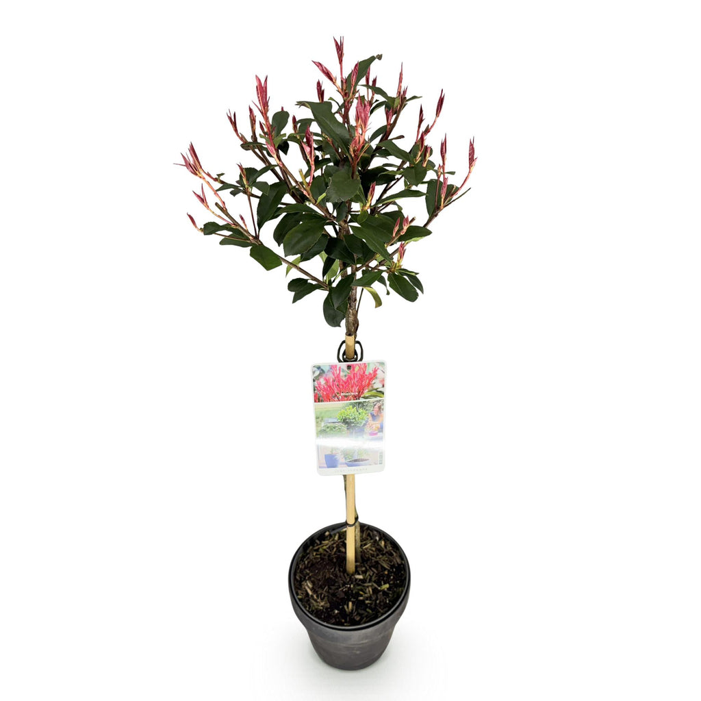 Photinia fraseri Carre Rouge, kenmerkend blad