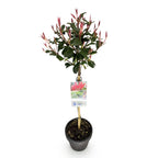 Photinia fraseri Carre Rouge, kenmerkend blad