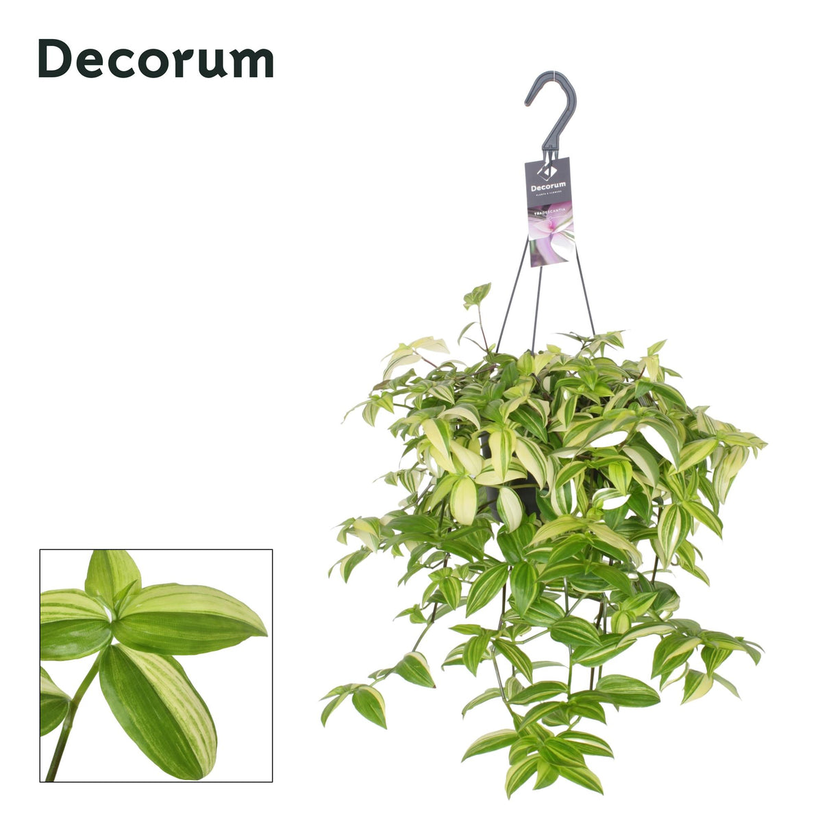 Productfoto van Tradescantia Yellow Hill