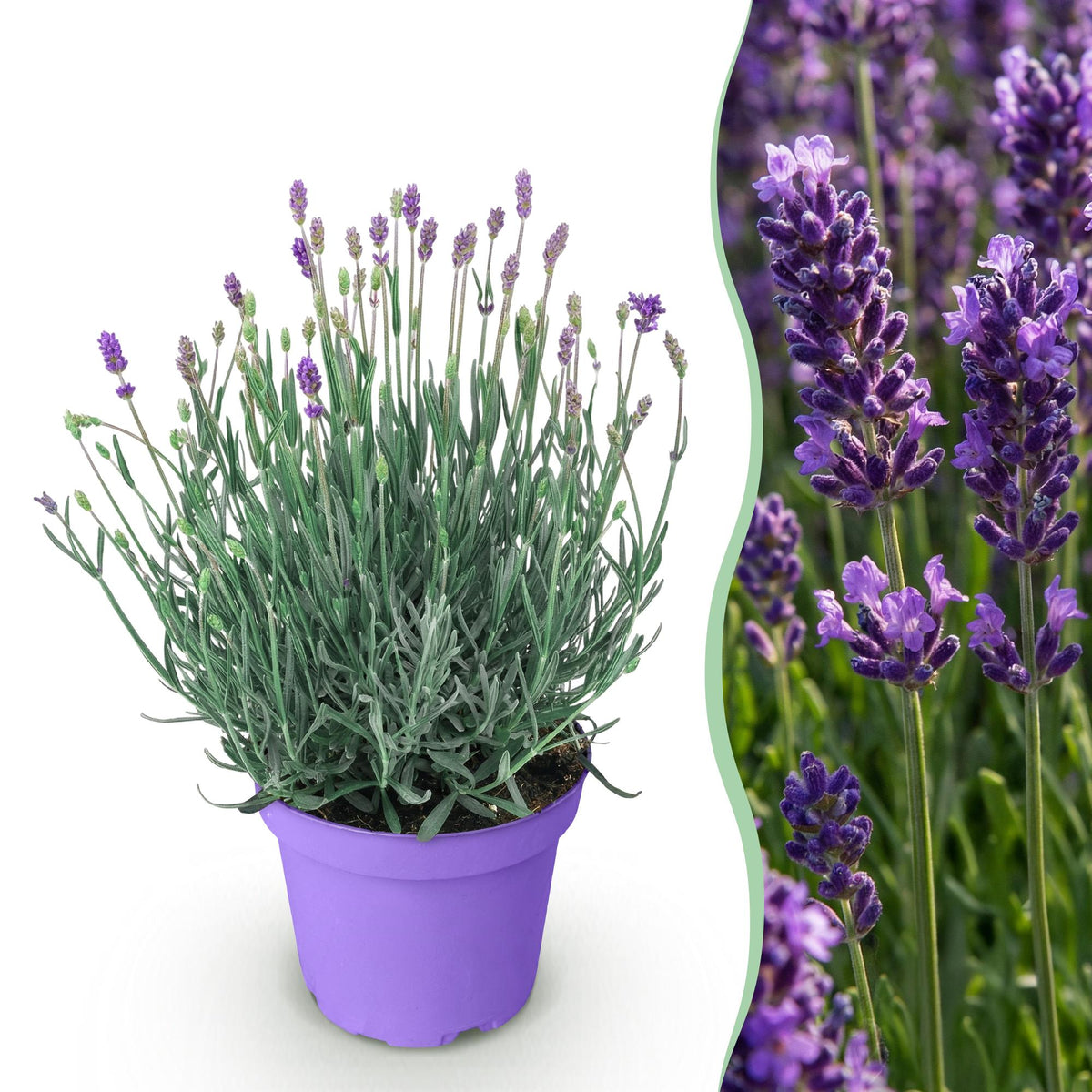 Lavandula angustifolia Munstead, detail van het blad