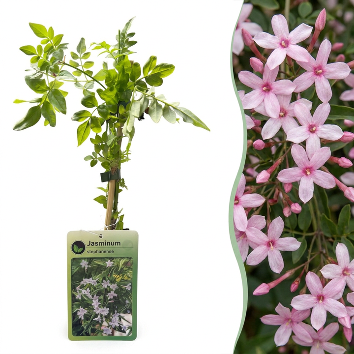 Jasminum x stephanense - roze jasmijn - set van 4
