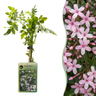 Jasminum x stephanense - roze jasmijn - set van 4