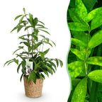 Dracaena surculosa met mand, compacte plant