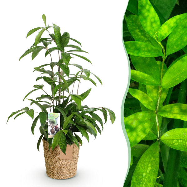 Dracaena surculosa met mand