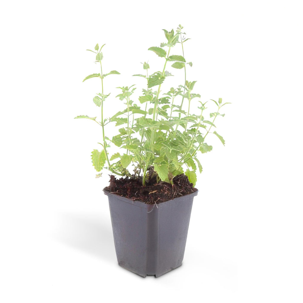 Nepeta 'Six Hills Giant', groene bladeren
