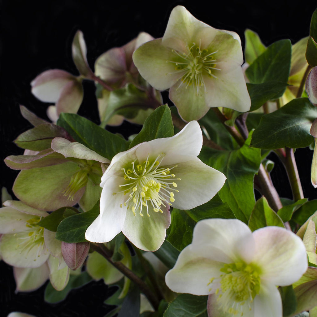 Lenten Rose, groene bladeren