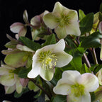 Lenten Rose, groene bladeren