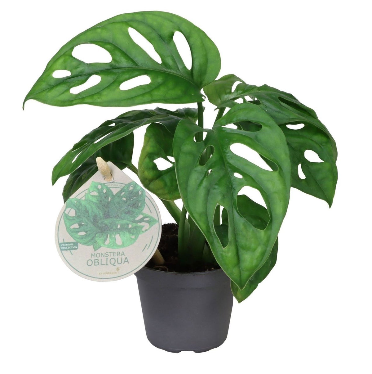 Monstera Obliqua - Monstera Obliqua - Groen - Tropisch, plant in pot