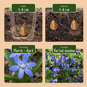 Scilla siberica bloembollen, blauwe sterhyacint, foto 4