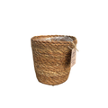 Zeegras Mand Potmaat 12, plant in pot