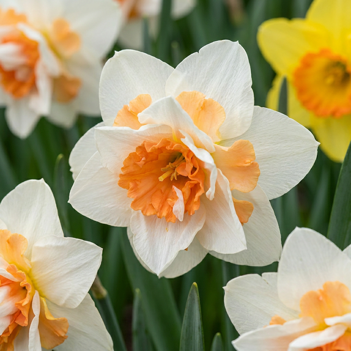 Dubbele narcis &