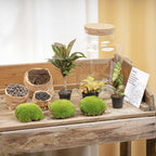 DIY Planten terrarium met licht - Milky Palm, kenmerkend blad