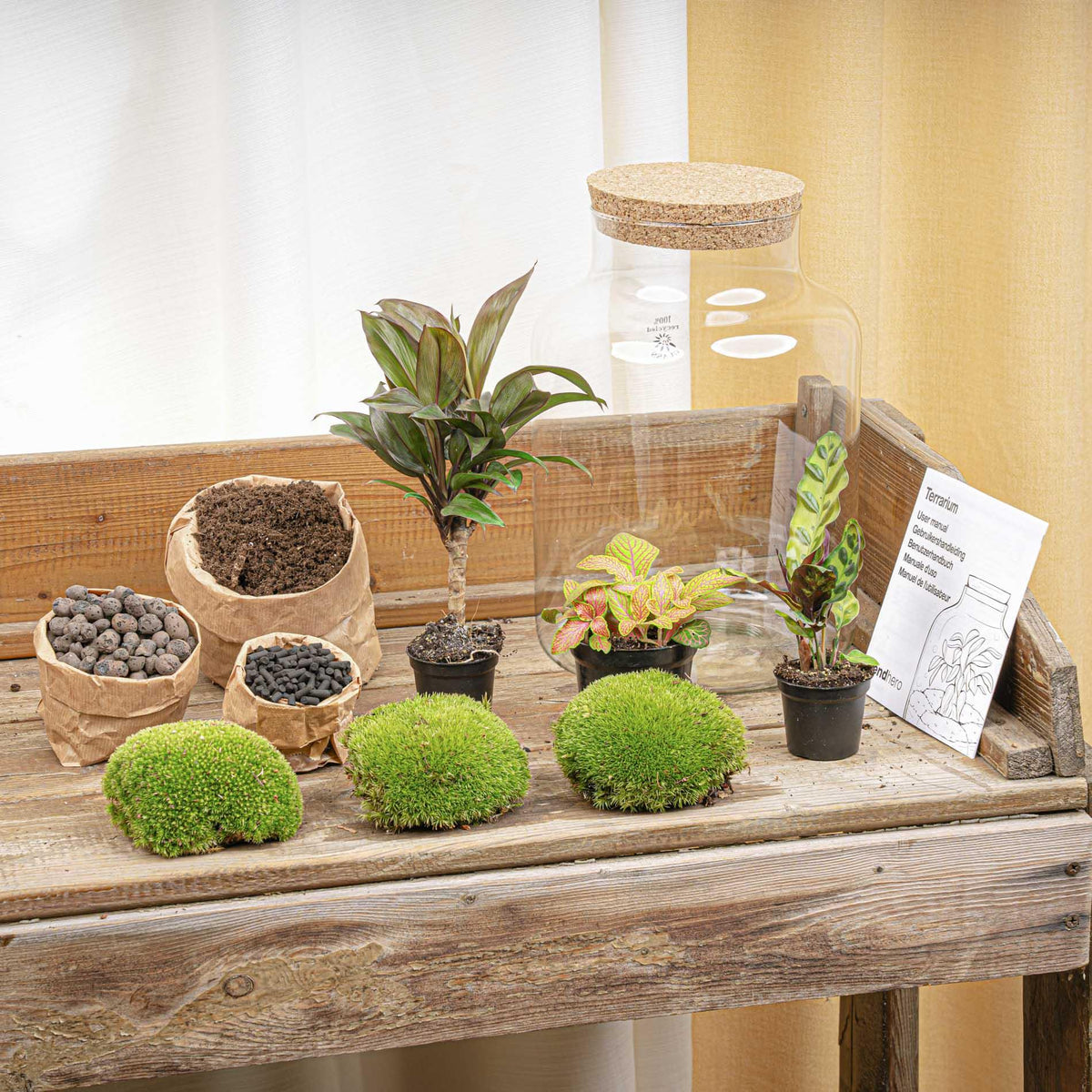 DIY Planten terrarium met licht - Milky Palm, kenmerkend blad