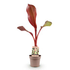 Sierbananenboom Musa Ensete Maurelli, detail van het blad
