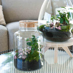 Terrarium Little Milky 'Love Mom', gegraveerde kurk en licht, groene bladeren