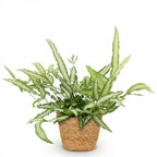 Pteris cretica Albolineata met mand, compacte kamerplant