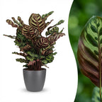 Pauwenplant (Calathea Makoyana) met grijze pot, detail van het blad