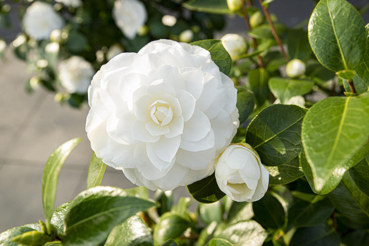 Detailfoto van Camellia jap. 'Nuccio's Gem'