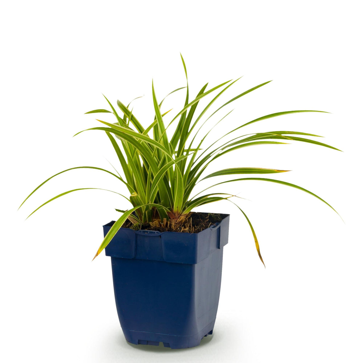 Carex morrowii 'Ice Dance', Japanse zegge, crème-groen, sierlijke plant