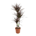 Dracaena Magenta, plant in pot