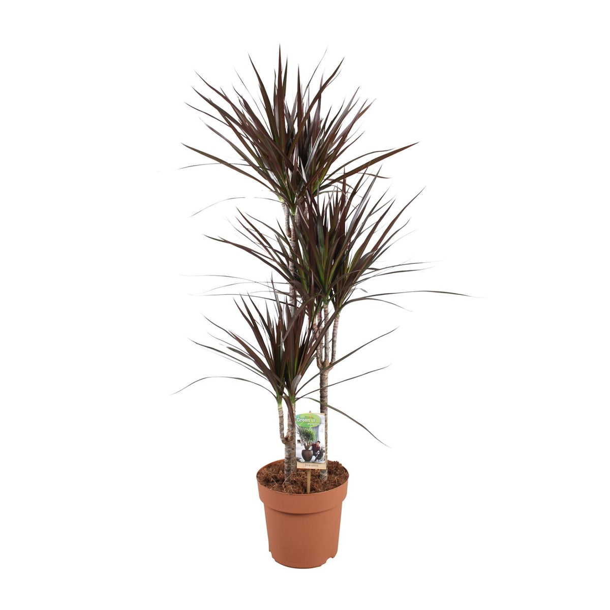 Dracaena Magenta, plant in pot