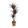 Dracaena Magenta