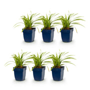 Carex morrowii Ice Dance - Japanse Zegge - Groenblijvend - Creme-Groen - 6 Planten