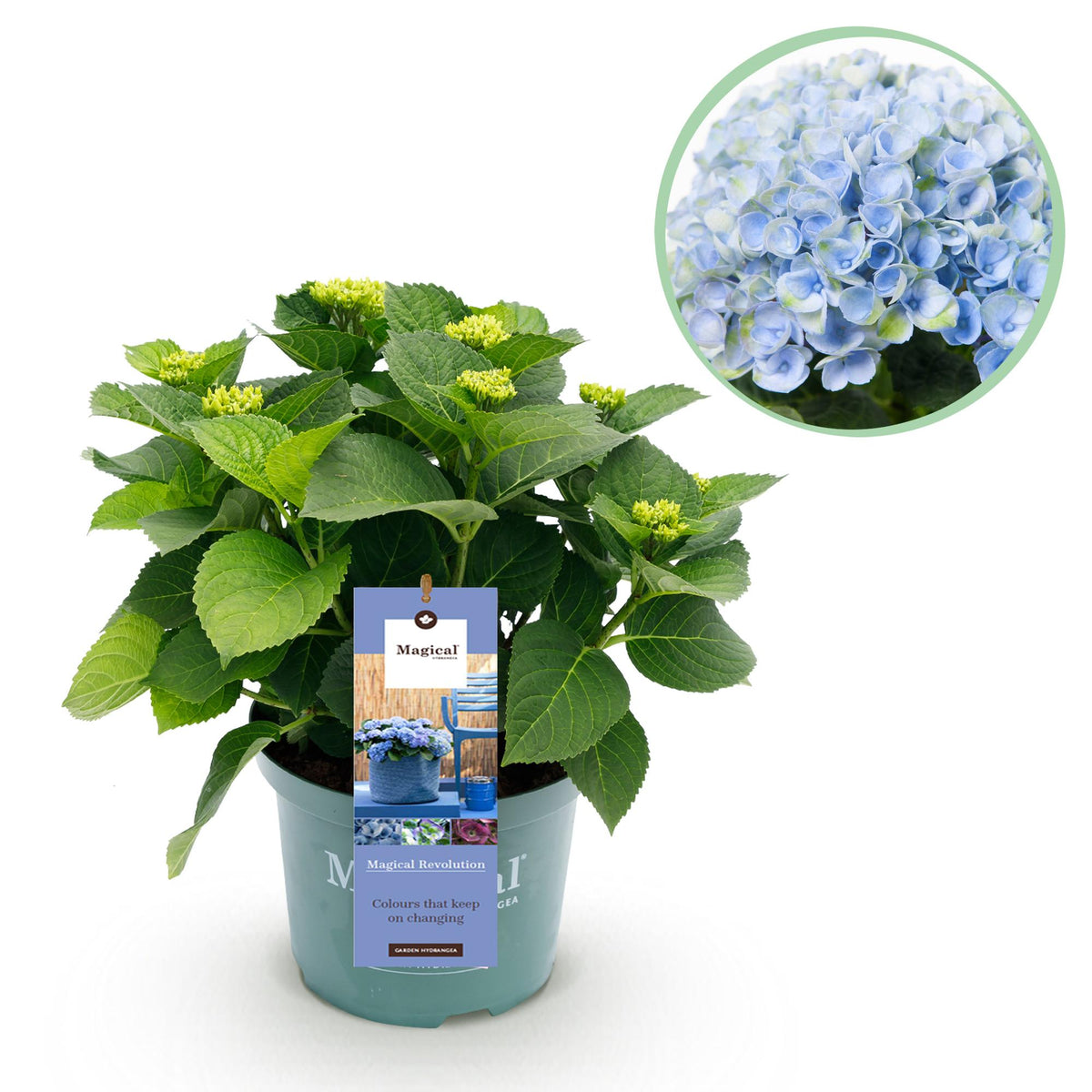 Hortensia Hydrangea Magical Revolution Blue, detail van het blad