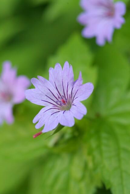 Geranium nodosum, plant in pot