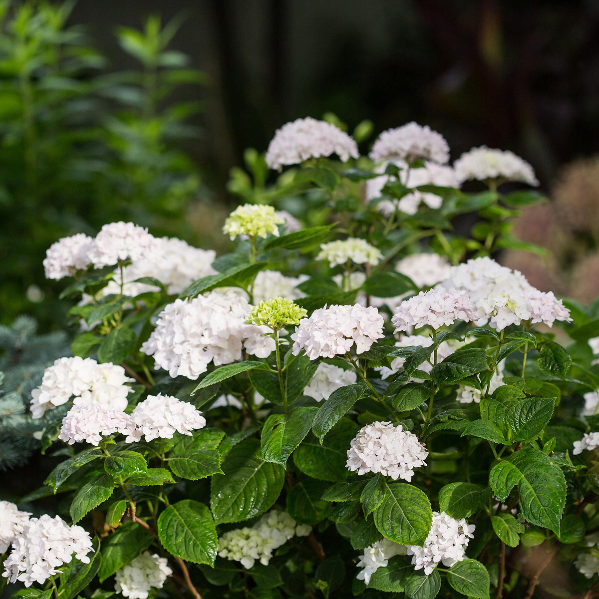 Hortensia Endless Summer The Bride, groeiwijze van de plant